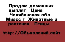 Продам домашних цыплят › Цена ­ 50 - Челябинская обл., Миасс г. Животные и растения » Птицы   